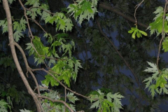 IMG_1456 Leaves