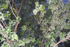IMG_1457 Leaves
