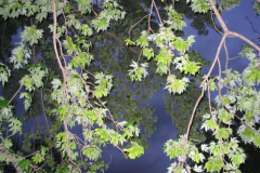 IMG_1458 Leaves