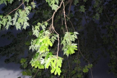 IMG_1460 Leaves