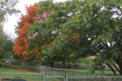 IMG_1728 Trees