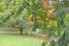 IMG_1729 Trees
