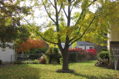 IMG_1740 Tree