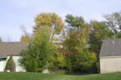 IMG_1749 Trees