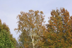 IMG_1752 Trees